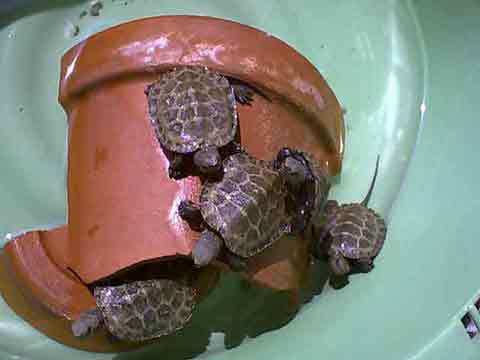 14�N���܂�̂T�C