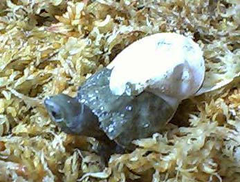 ���܂ꂽ�Ăł�