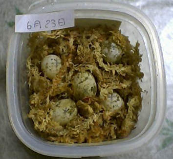 �T�Y�݂܂���