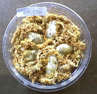 �U���Q�V���ɂT�Y�݂܂���