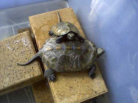 �V�������ԂQ�C