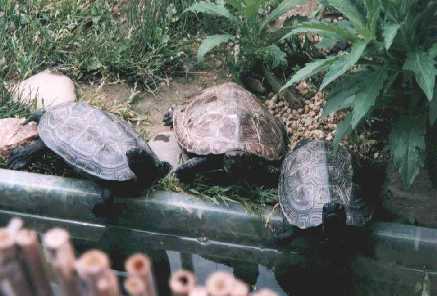 ����������̓N�T�K���Ƃ����ǂ�