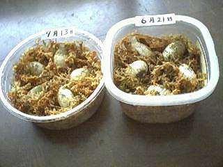 �P��ڂƂQ��ڕ��ׂ܂���