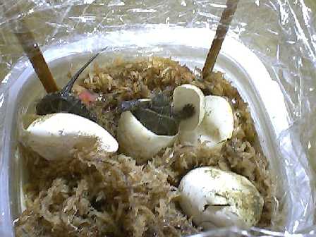 ������o�܂�