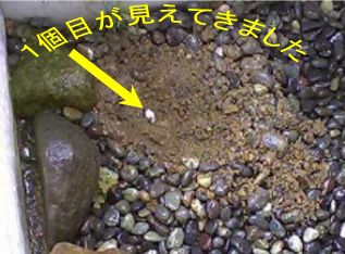 �P�߂̂��܂��������Ă���