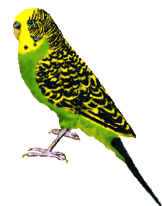 budgie