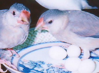 「おなかの下に抱え込みたくなるのは何で?」