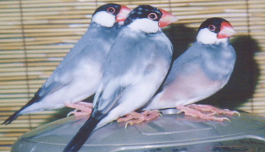 「弟のガブはいいけど、ソウは姉貴ヅラして嫌になるよ・・・」