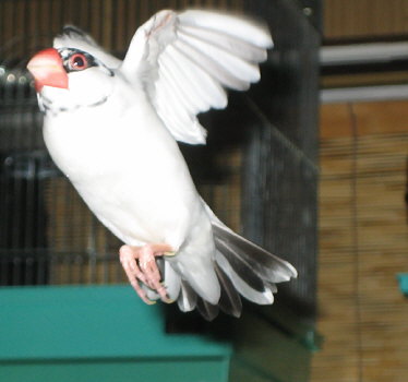 u`A̎ǧʂł͂Ȃȁv