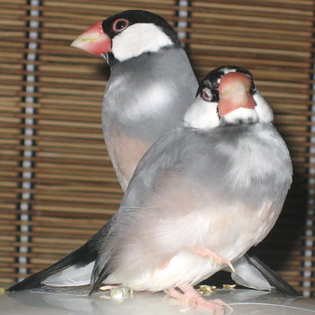 「あたいの毛繕いをさぼってるんだわさ」 「ちょっと休憩っショ」