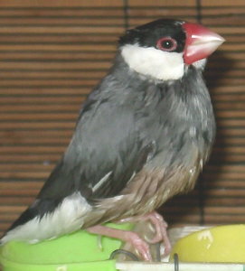 「あの人間は危険っショ、注意しないといけないっショ」(家具の裏などに逃げるほうが危険です)