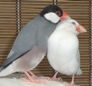 「ショウセイ、今独身でありま〜す」 「だって、オマちゃんよりかっこいいしぃ」