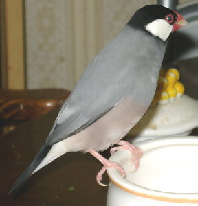 「ここは、ショウセイ一つ歌をうたうでありますぞ」