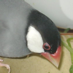 「ショウセイ、おみやげ探しに忙しいであります」