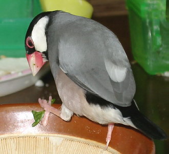 「この豆苗はショウセイのものでありますぞ!」