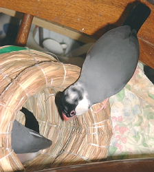 uȂAԎ͂ǂHv