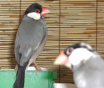 「ゴンちゃんには片思いなのです」