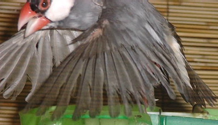 「羽がボロボロで、悪環境にいた影響が残っているものと思われるのである」(飼主談)