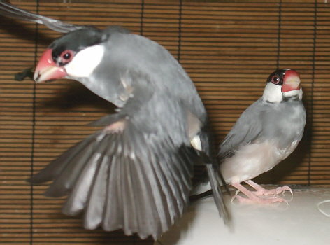 「これいい物思うです。誰にもわたさない思うです」