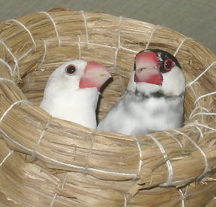 「おいら、白ければ白いほど好きだって言ってらぁ〜!」