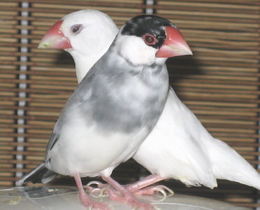 「おいら、かあちゃん守ってやるって言ってらぁ〜!」