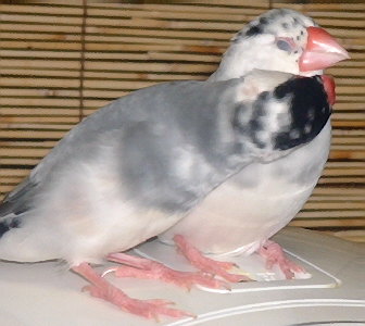「何かついてるから、おいらが取ってやらぁ〜!」