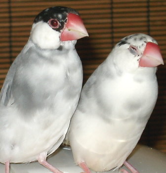 隣のカゴに別居することになりましたが、放鳥の時はつかず離れずでした。