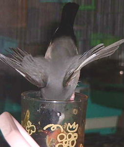 「あら、あら、落っこちちゃう〜」
