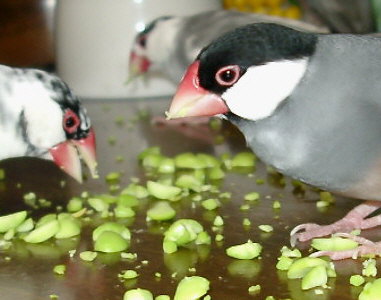 「たくさんあると、うっとりしちゃうんだも〜ん!」