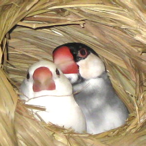 Ag̗炵Ɏ䂩Ă̗łB