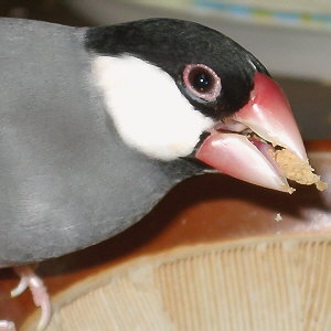 Hׂ邱Ƃ͊ŷƌĂ悤łB