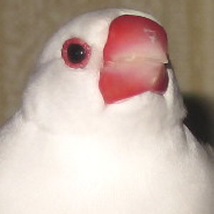 傫Ȋɑ傫Ȗڐ^ԂőACOAɃnTłB