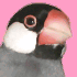 人間大好きカナぶん