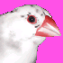 文鳥嫌いのコケコ