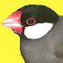 父似のギンギンシュー