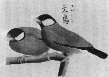 江戸後期の文鳥図