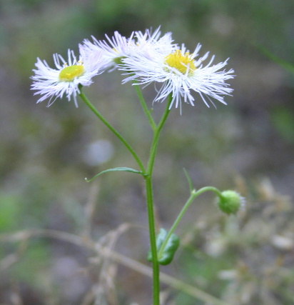 Haru-jion