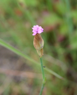 Komochi-nadeshiko