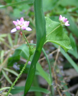 Mamako-no-shirinugui