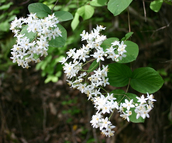 Maruba-utsugi