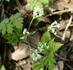 Yabujirami