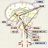 ubre]ҐtvƂ́A]̖p(]AO]Al])ŎYA]ł͏ÖɓˏoNŋzAҐł͐Ґ_o֗A_o͍oʂ_o[܂ŗA[̑gDŋzB