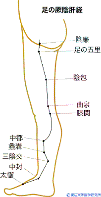 足 の 厥陰 肝 経