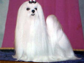 maltese̎ʐ^