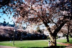 ワシントン大学の桜
