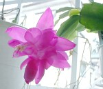 �f���}�[�N�E�J�N�^�X