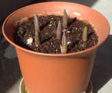 �Q���X�����݂̃`���[���b�v