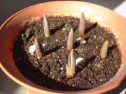 �Q���X�����݂̃`���[���b�v�i�g��j