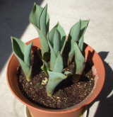 �R���P�W���i���j����