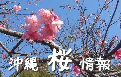 沖縄では桜咲く